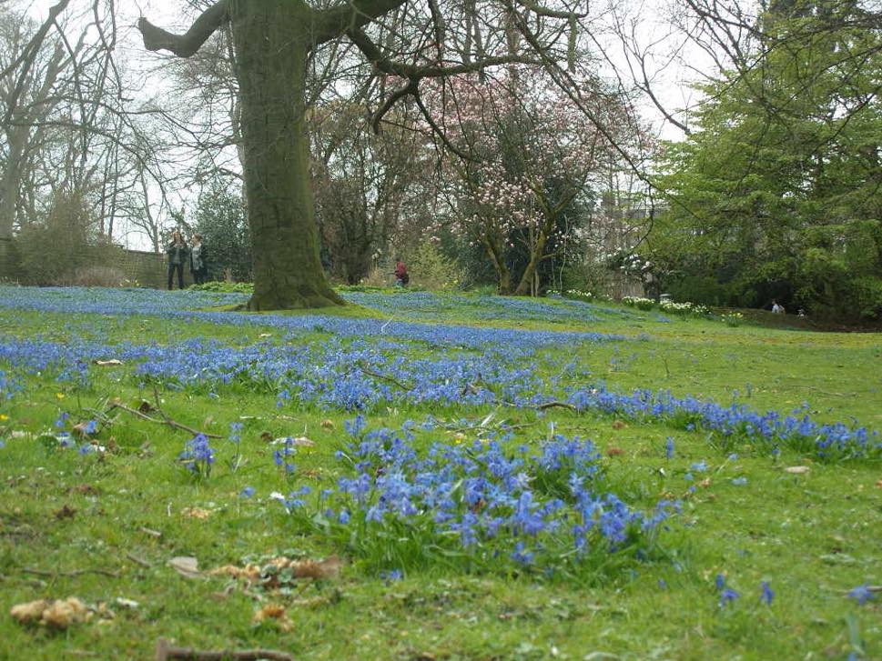 Green park with grass, blue flowers, trees