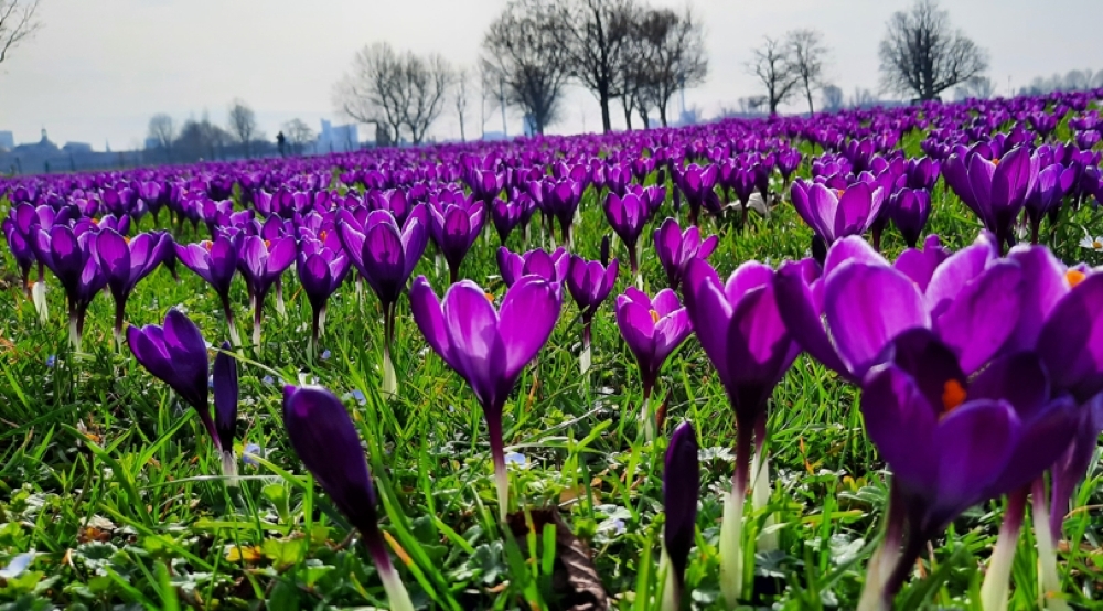 Colourful flowers in park