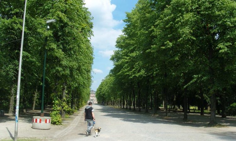 Park with trees, man and dog