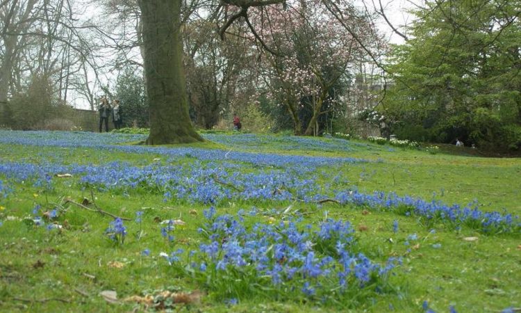 Green park with grass, blue flowers, trees